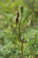 Image of Lilium concolor var. partheneion (Siebold & de Vriese) Baker