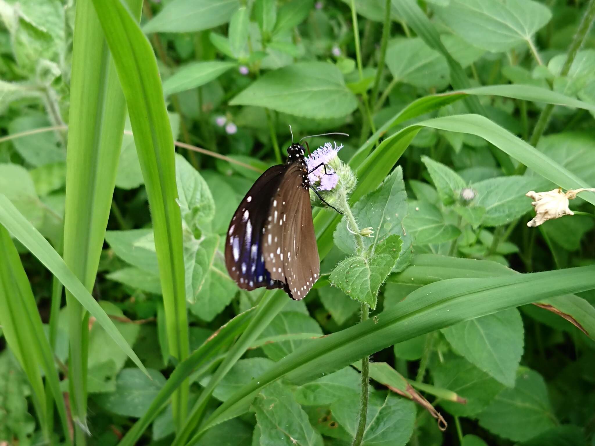 Euploea mulciber barsine Fruhstorfer 1904的圖片