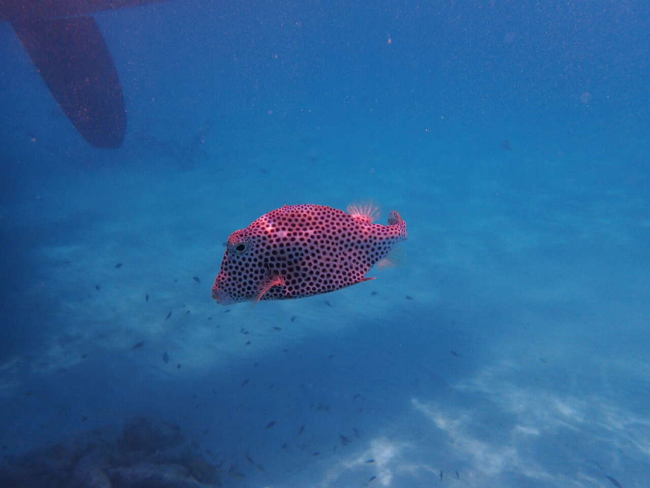 Image of Spotted Trunkfish