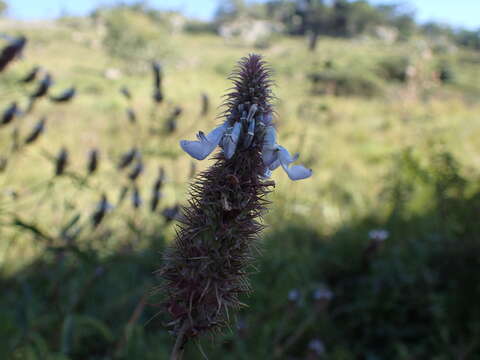 Image of <i>Coleus kirkii</i>