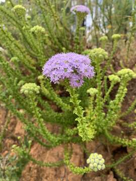 Image de Pseudoselago serrata (P. J. Bergius) O. M. Hilliard