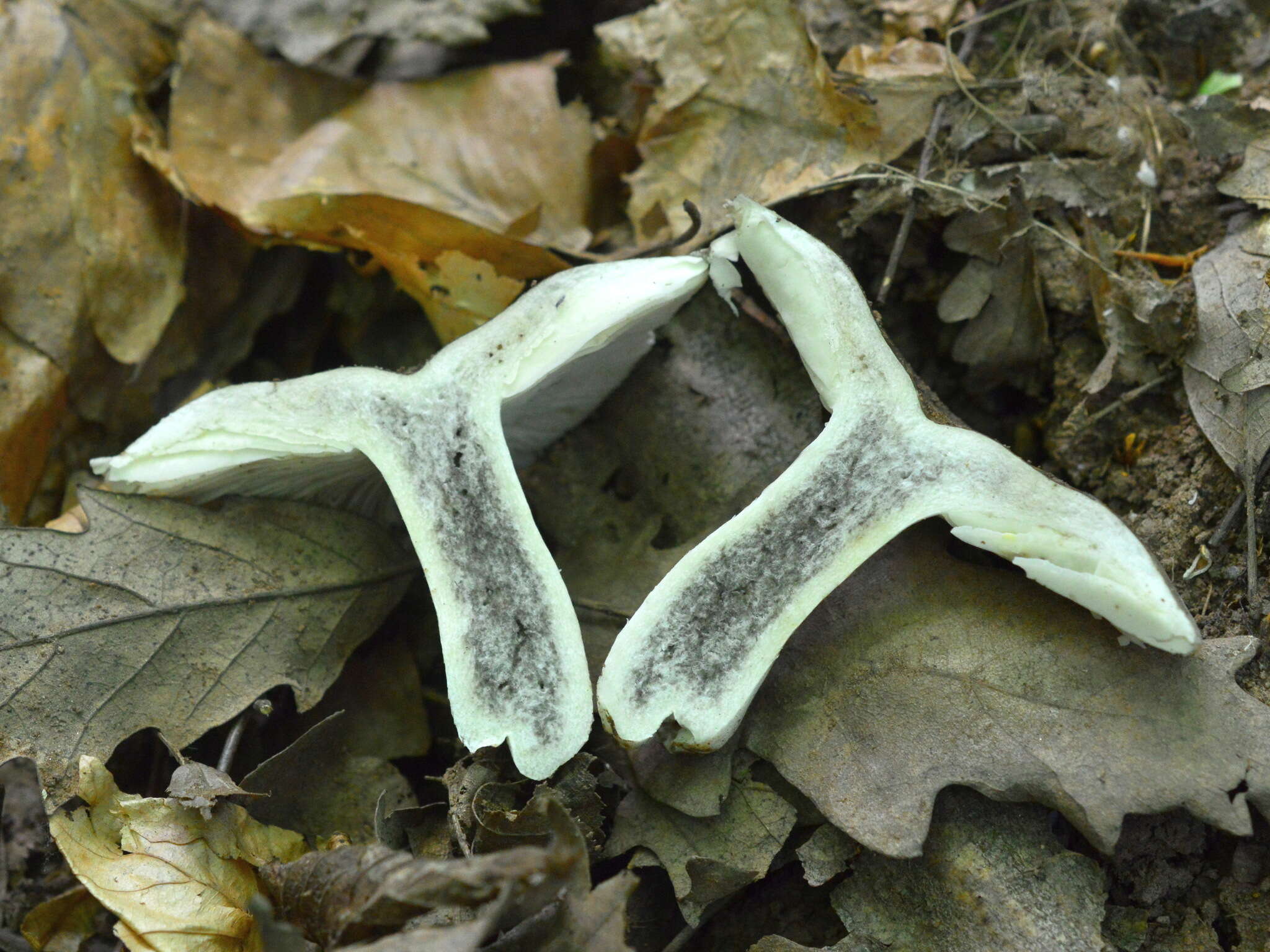 Image of Russula albonigra (Krombh.) Fr. 1874