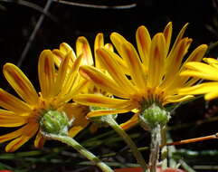 Plancia ëd Senecio arniciflorus DC.