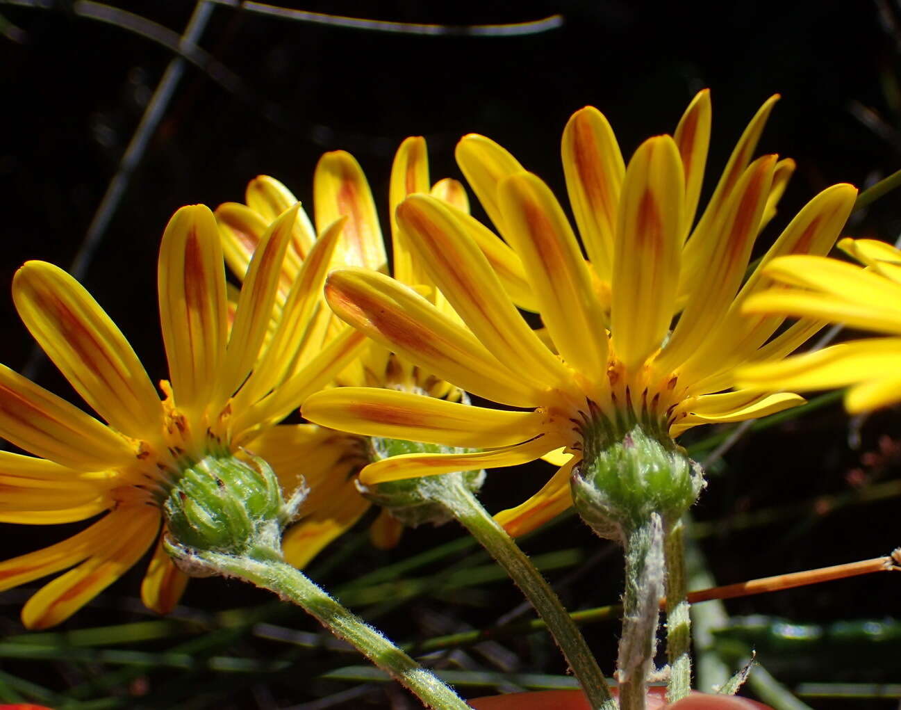 Plancia ëd Senecio arniciflorus DC.