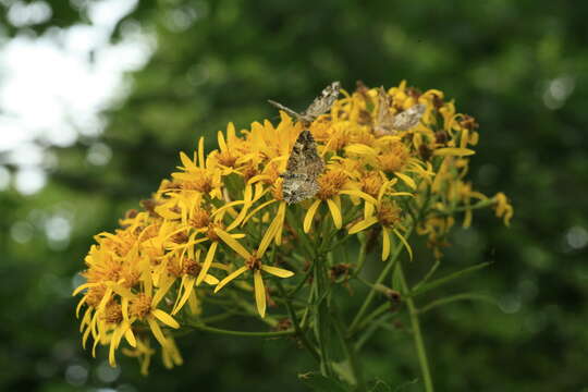 Image of Aleutian ragwort