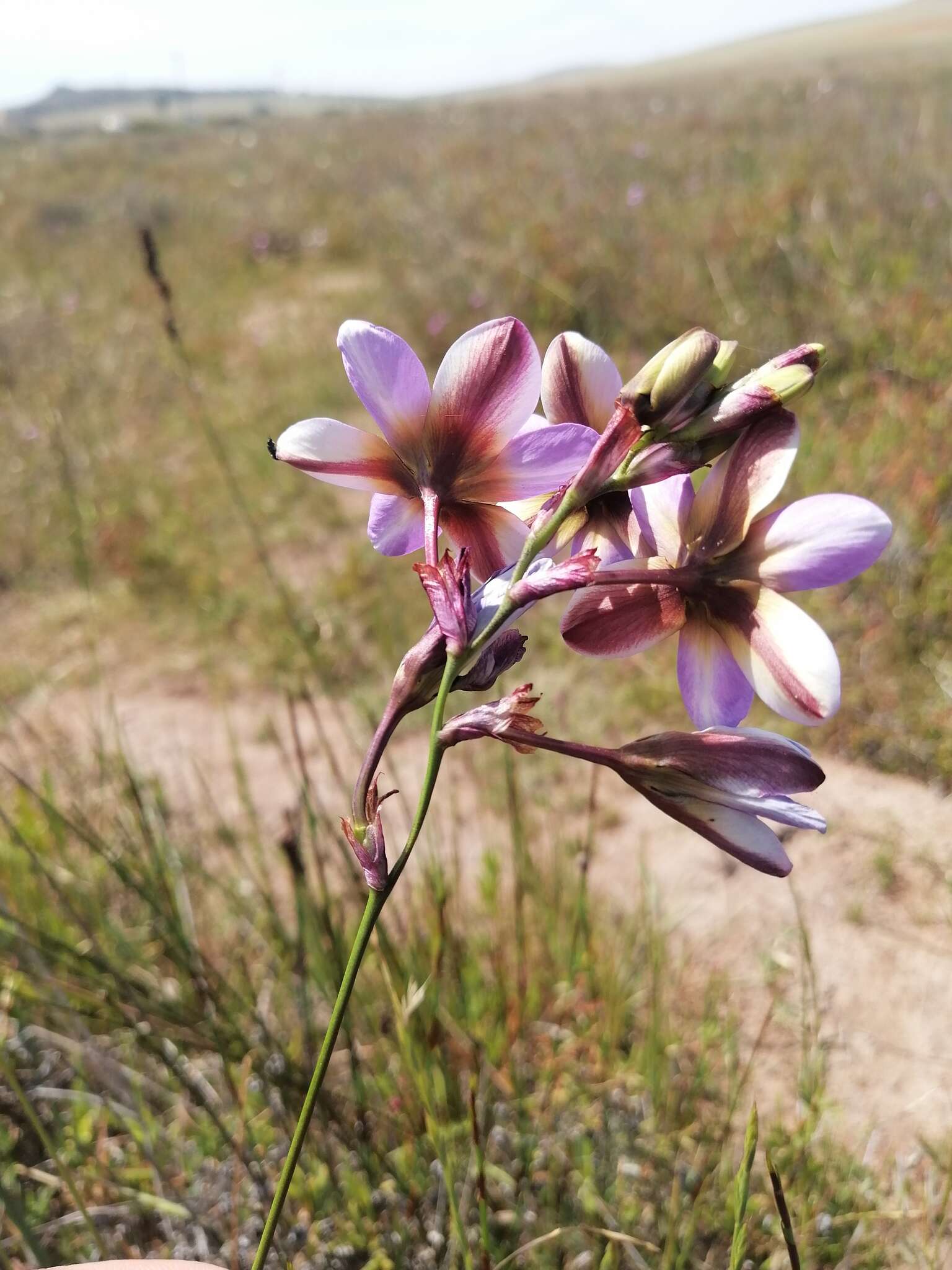 Image of Ixia monadelpha D. Delaroche