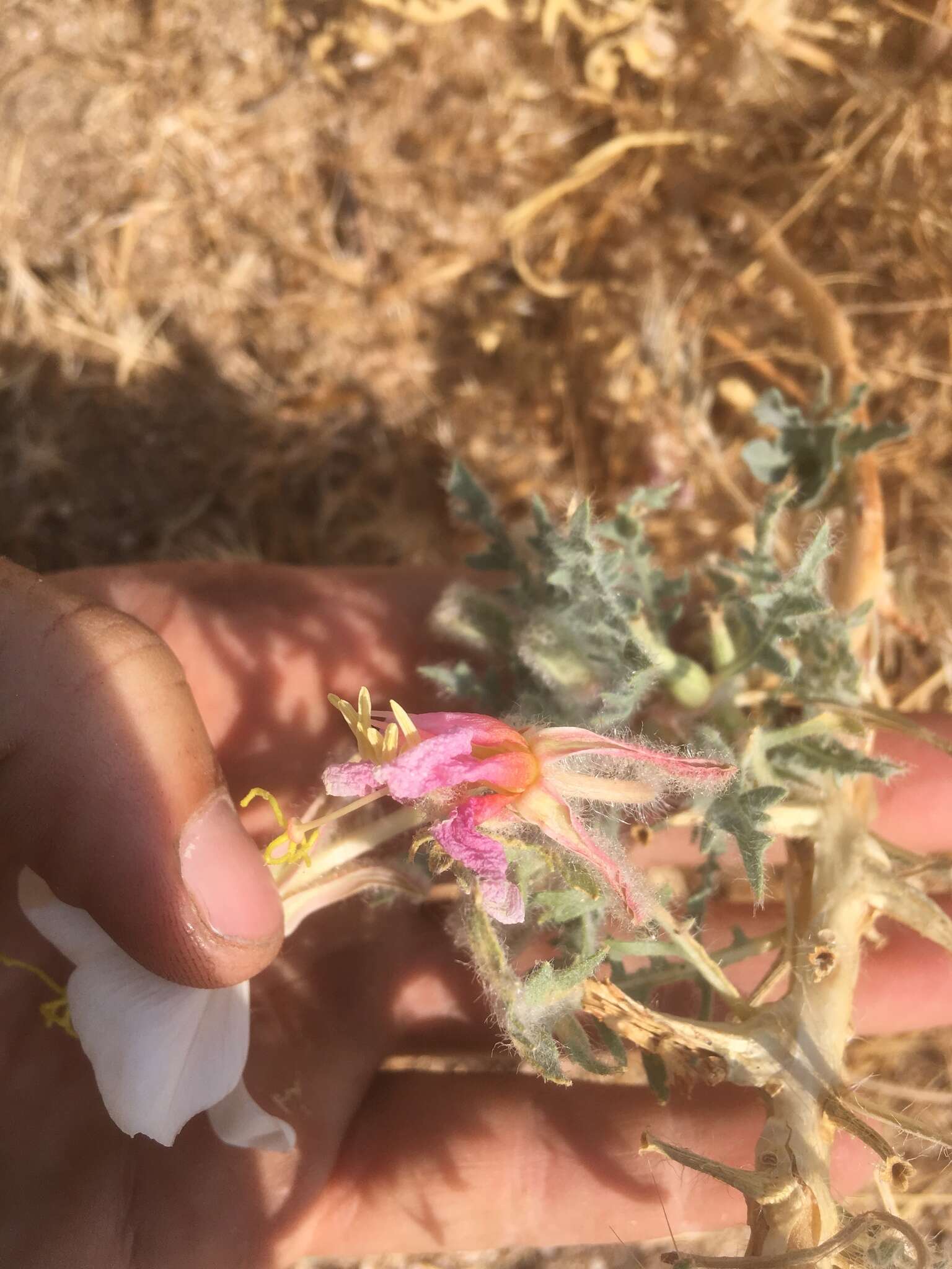 Imagem de Oenothera deltoides subsp. piperi (Munz) W. Klein