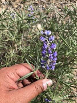 Image of Lupinus argenteus var. montigenus