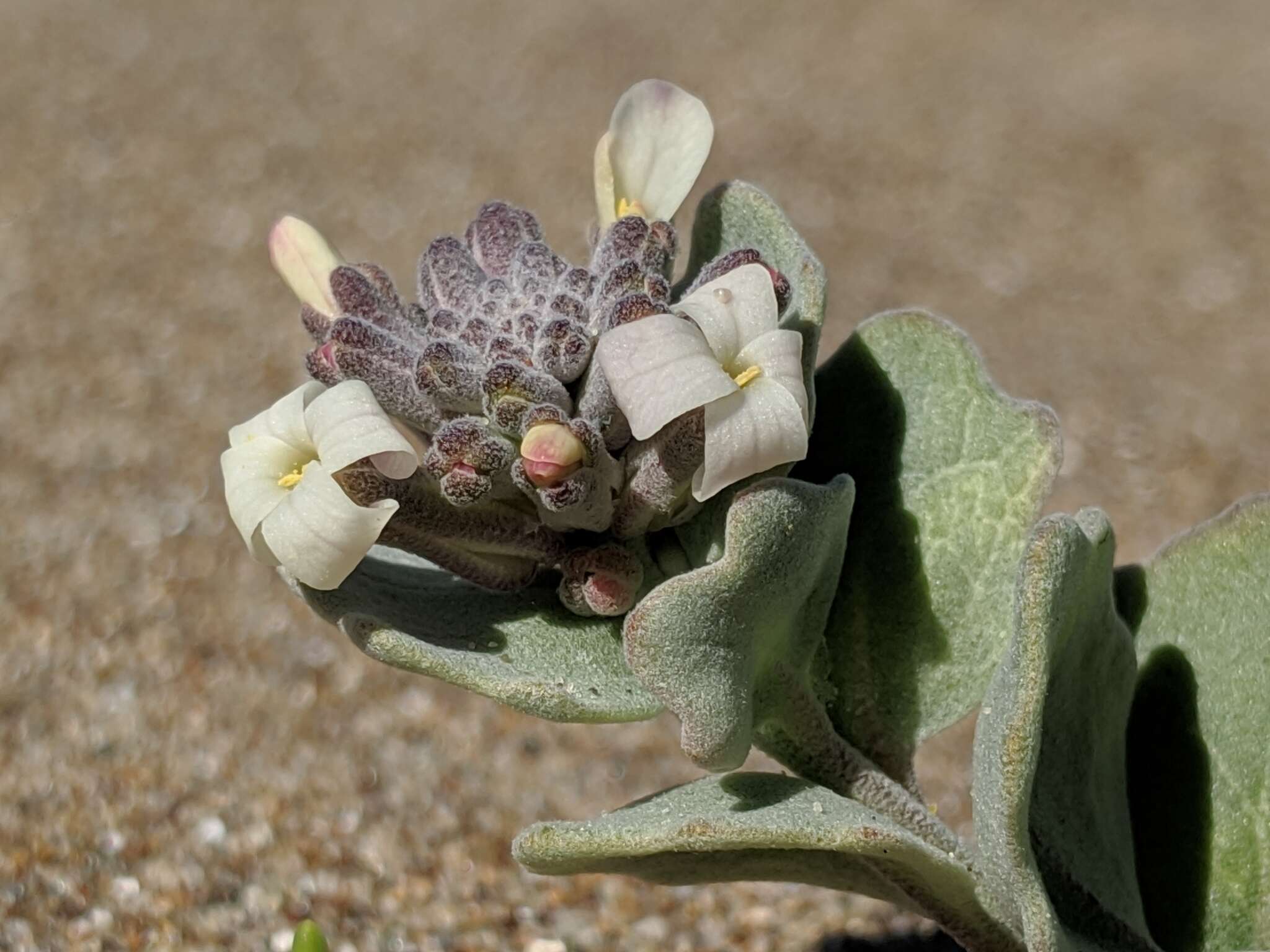 Sivun Dithyrea maritima (Davidson ex B. L. Rob.) Davidson kuva