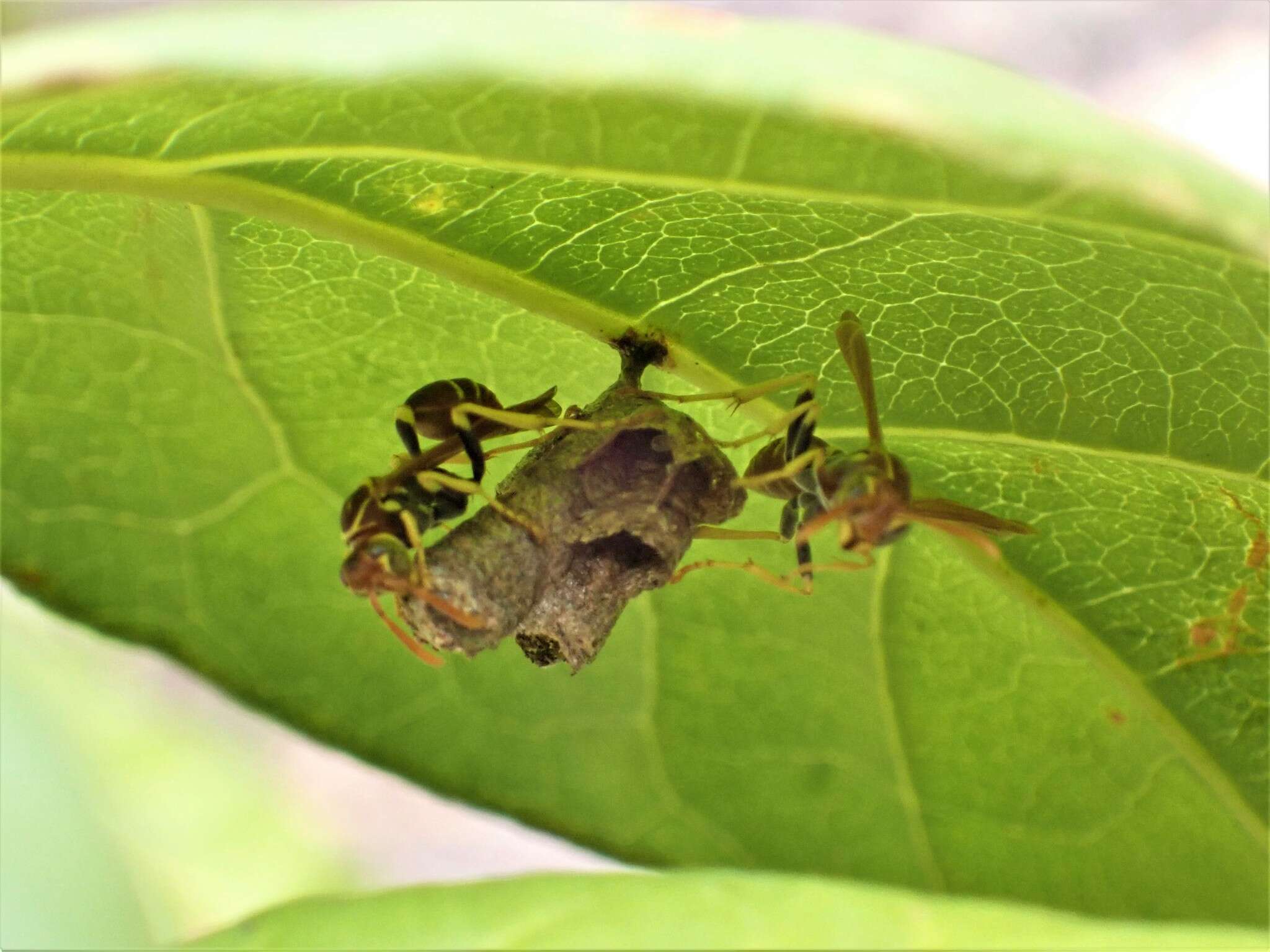 Слика од Mischocyttarus phthisicus (Fabricius 1793)