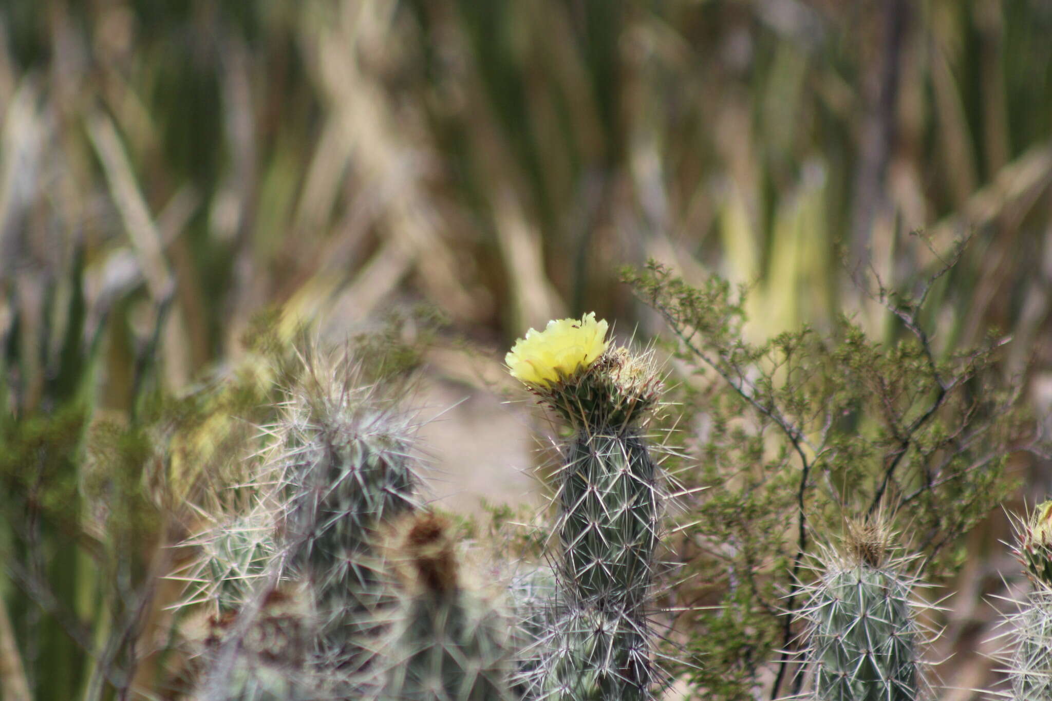 Image of Grusonia bradtiana (J. M. Coult.) Britton & Rose