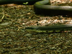 Image of Rat snakes