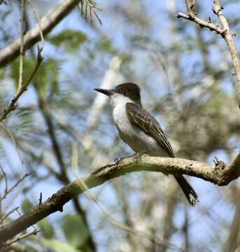 Image of Loggerhead Kingbird