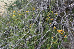 Image of Barleria senensis Klotzsch