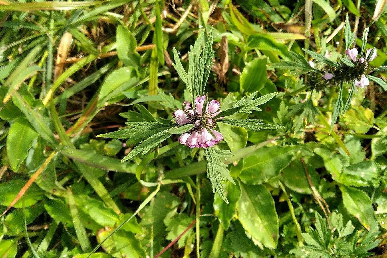 Image of Chinese motherwort