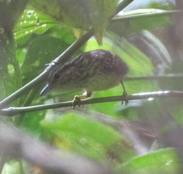 Image of Peruvian Warbling Antbird