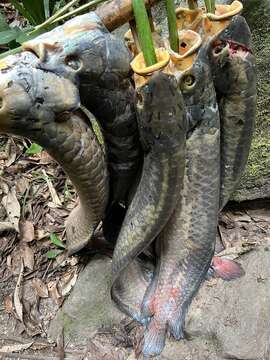 Image of African arowana