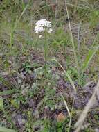 Sivun Achillea asiatica Serg. kuva