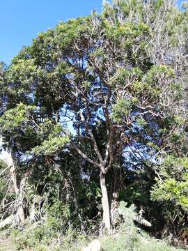 Image of Protorhus longifolia (Bernh.) Engl.