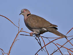 Image of African Mourning Dove