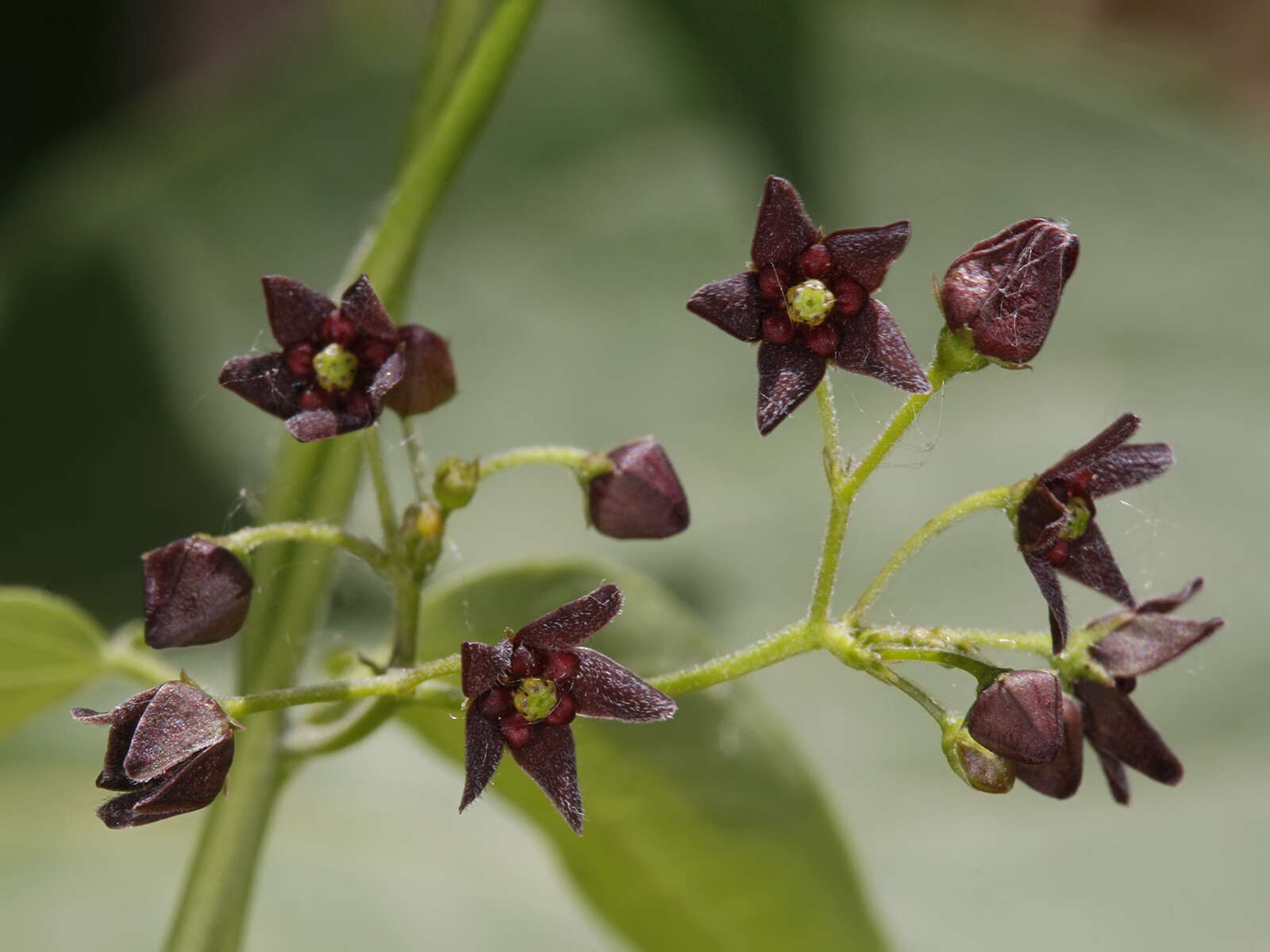 Sivun Vincetoxicum scandens Sommier & Levier kuva