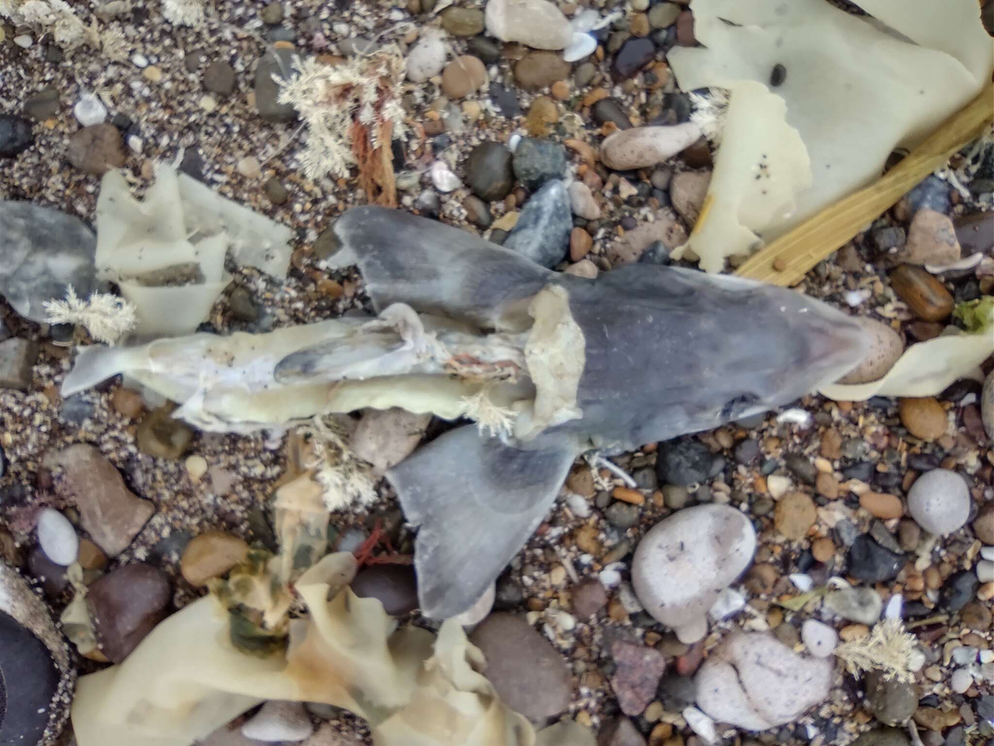 Image of Narrownose Smoothhound