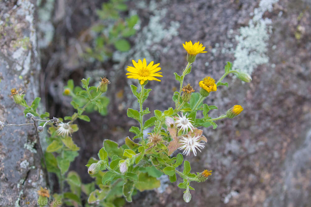 Sivun Heterotheca viscida (A. Gray) V. L. Harms kuva