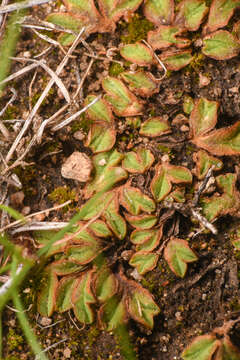 Image of Riccia campbelliana M. Howe