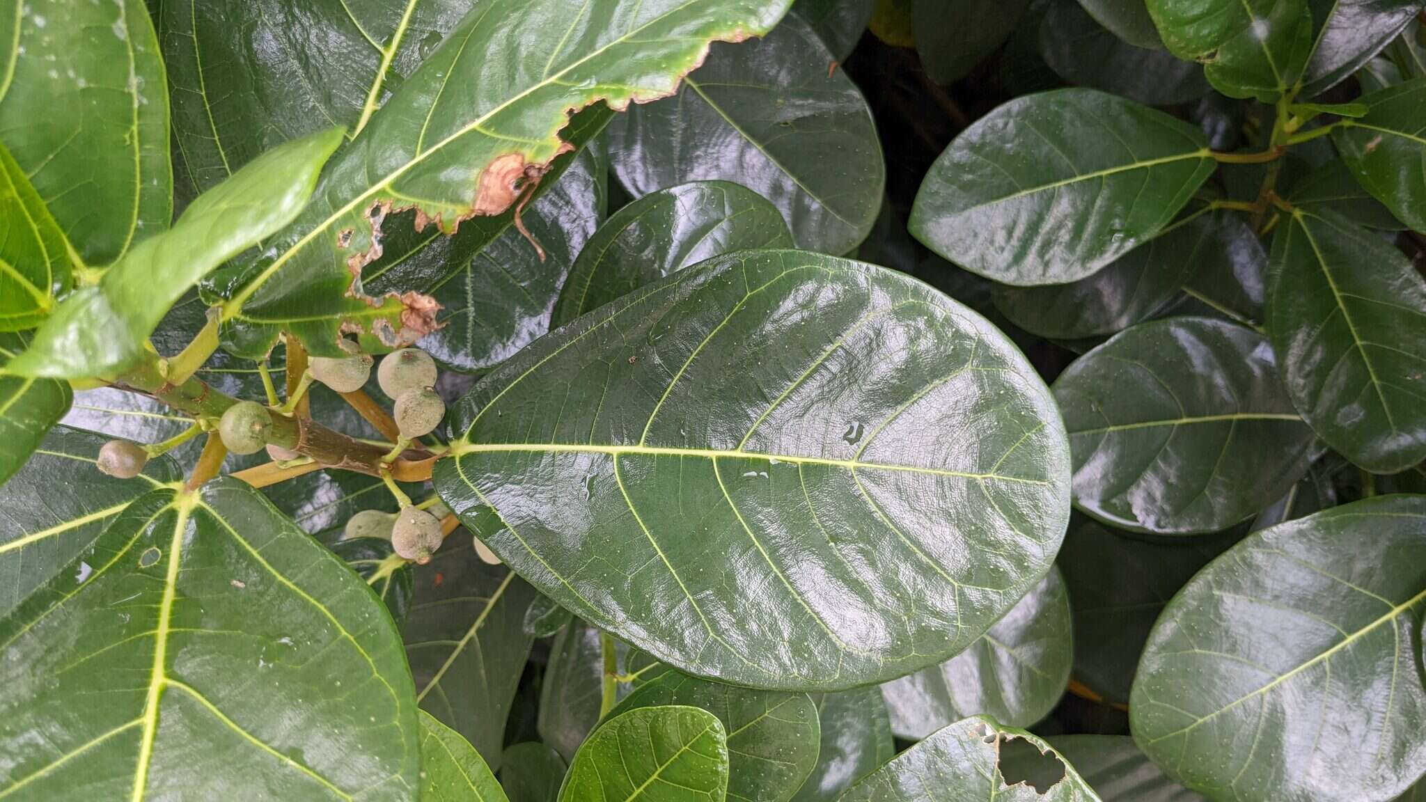 Image de Ficus pedunculosa Miq.