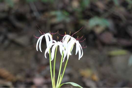 Imagem de Crinum erubescens L. fil. ex Aiton