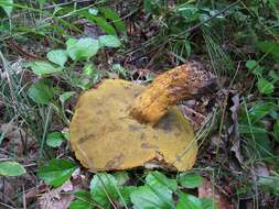 Image of Rugiboletus