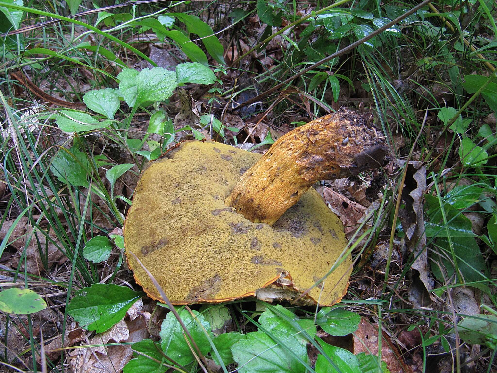 Image of Rugiboletus