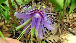 Image de Passiflora amethystina Mikan