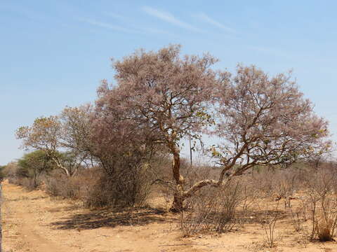 Image of Millettieae