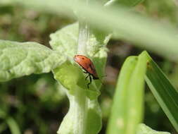 Image of Fleabane tortoise beetle