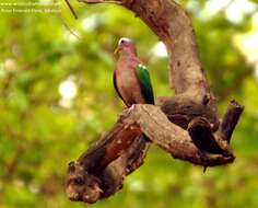 Image of Common Emerald Dove