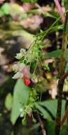 Image of Impatiens platyadena C. E. C. Fischer