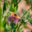 Image of Boloria erubescens