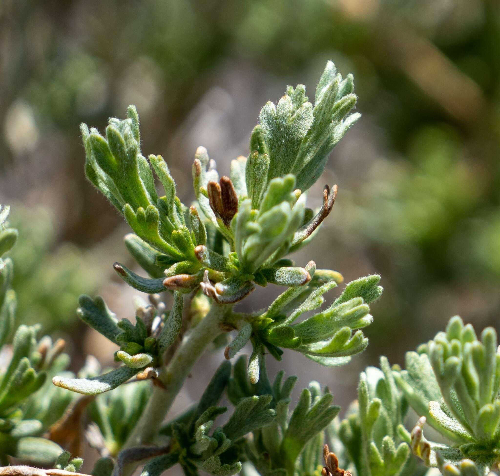 Image of timberline sagebrush