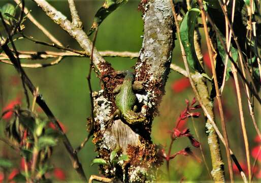 Image of Sceloporus scitulus Smith 1942