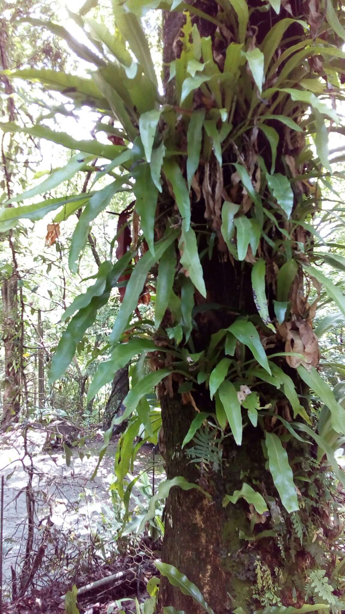 Image of climbing birdsnest fern