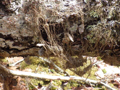 Imagem de Bryoria trichodes (Michx.) Brodo & D. Hawksw.