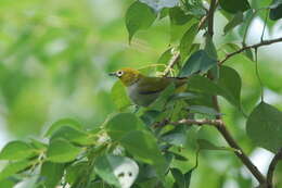 Image of Swinhoe's White-eye