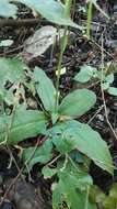 Bonatea polypodantha (Rchb. fil.) L. Bolus resmi