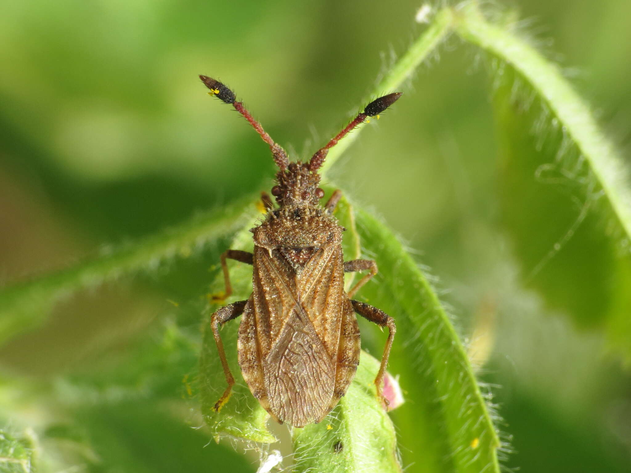 Image of Strobilotoma typhaecornis (Fabricius 1803)