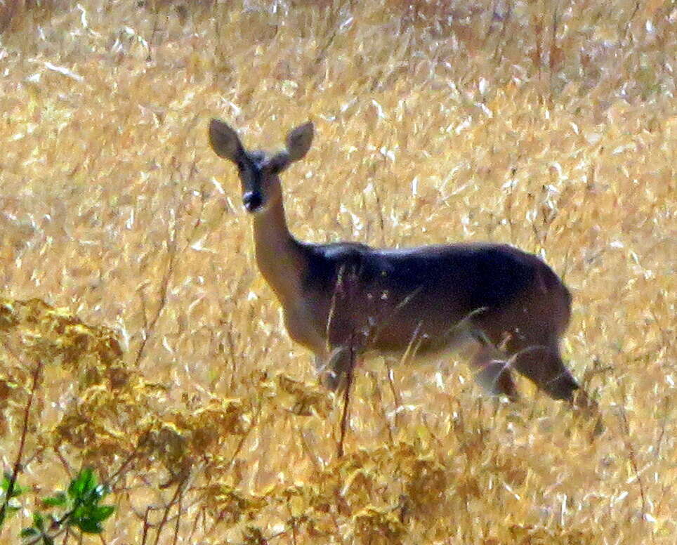 Image de Reduncinae