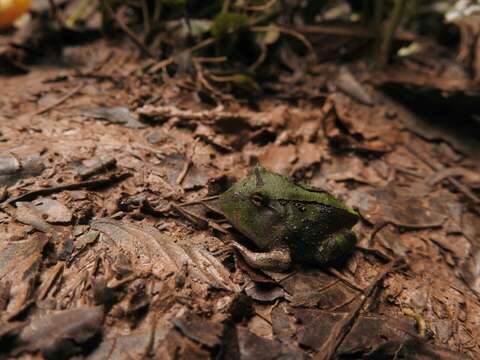 Imagem de Ceratophrys cornuta (Linnaeus 1758)