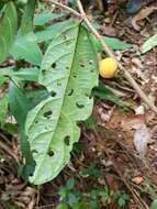 Imagem de Mortoniodendron cauliflorum Al. Rodr.