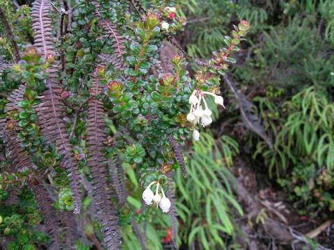 Image of Gaultheria foliolosa Benth.