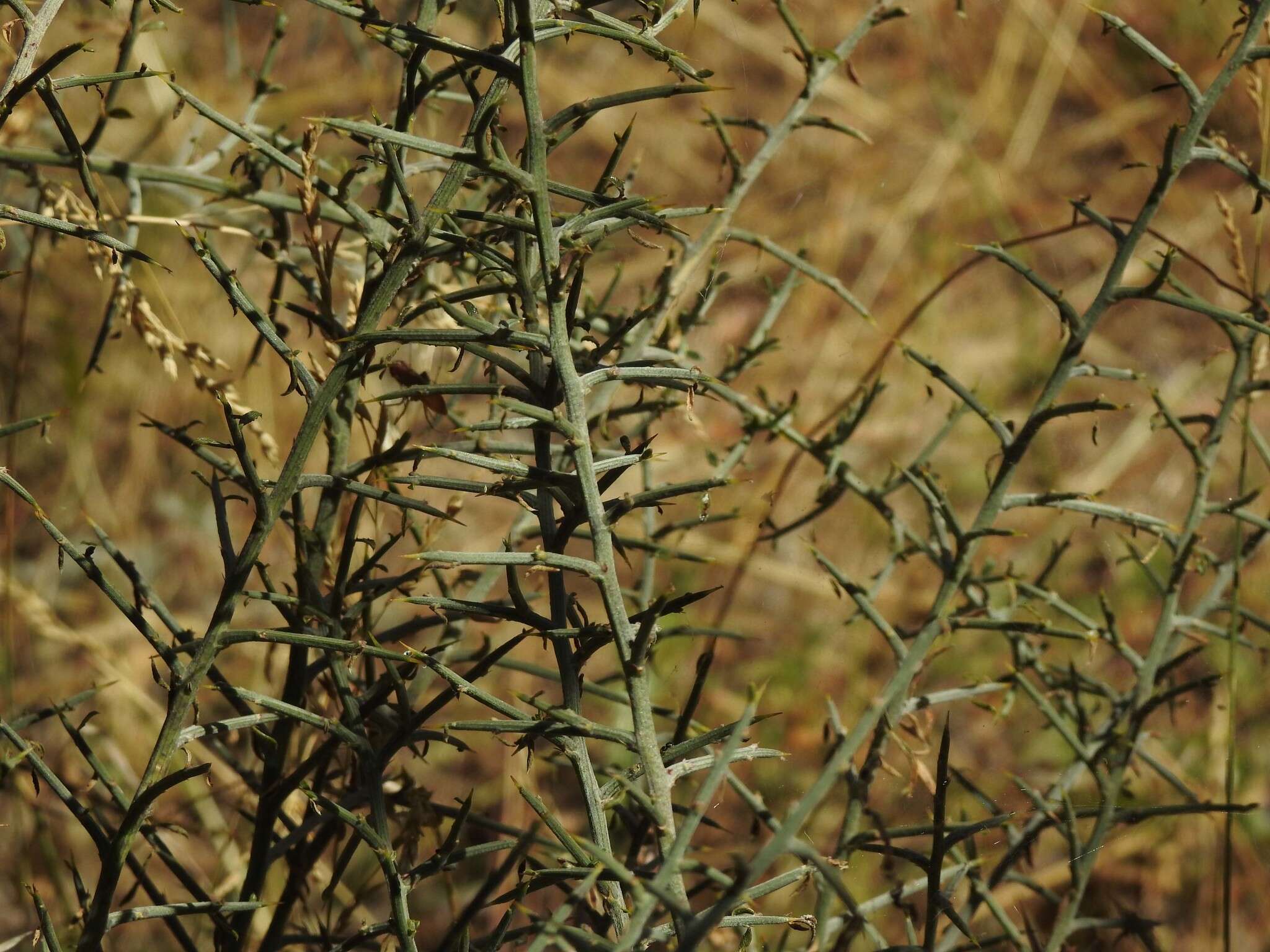 Image of Genista scorpius (L.) DC.